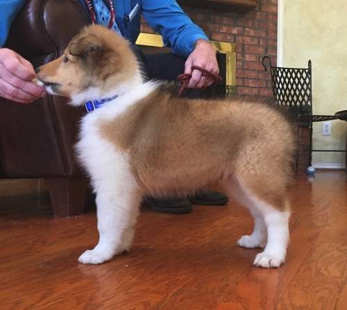 Thunder 8wk Thunder 8wk